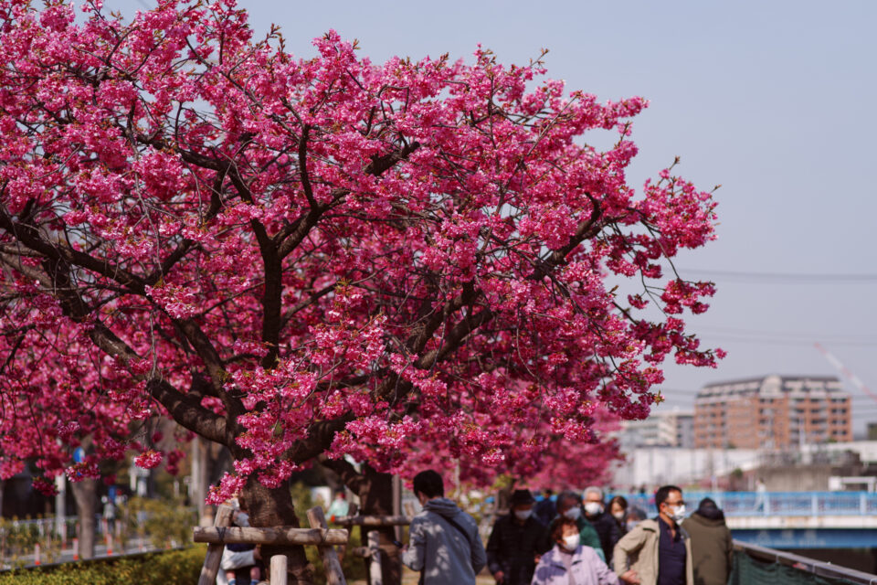 濃色の河津桜「春紅」