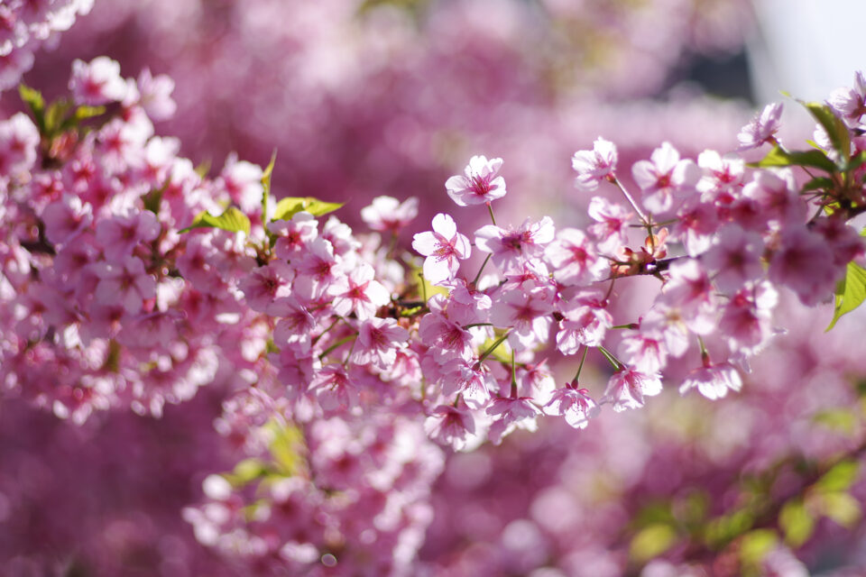 逆光の河津桜（鮮やか）