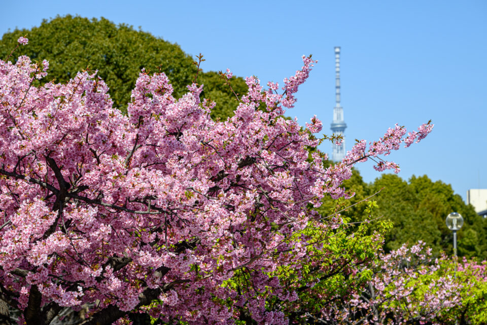 大横川の河津桜と東京スカイツリー