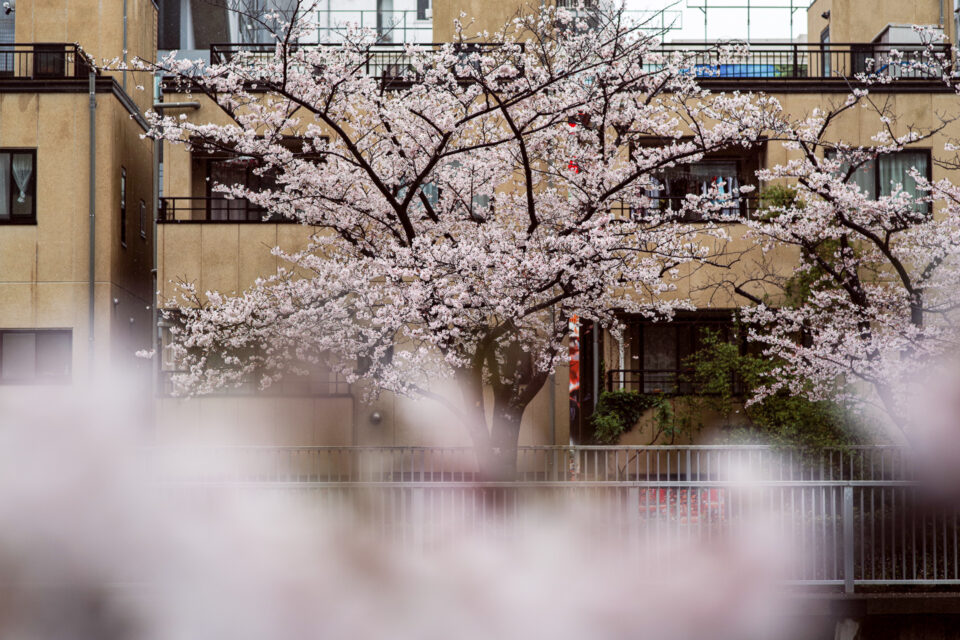 雨に濡れる大横川の桜