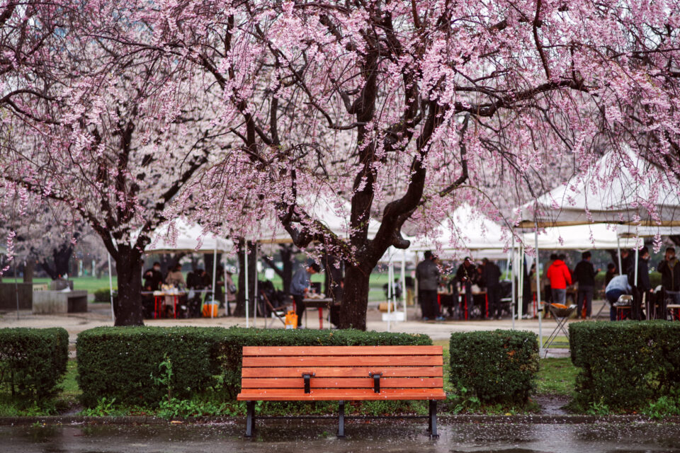 雨に濡れるベンチと桜