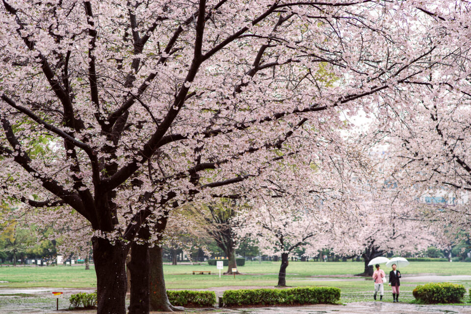 雨の木場公園BBQ場の桜