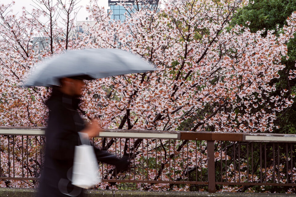 木場公園の桜と通行人