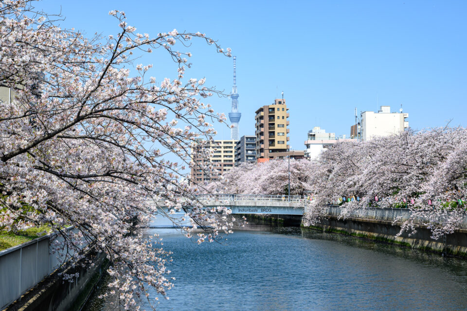 大横川の桜並木と東京スカイツリー