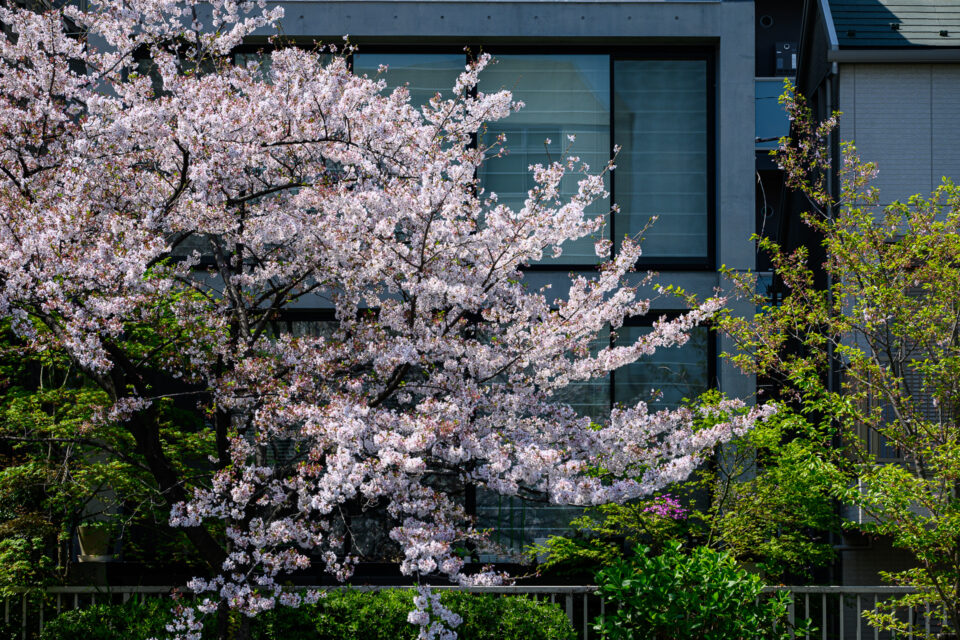 コンクリート造りの民家と桜の木