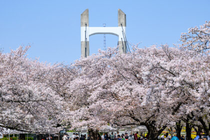 木場公園大橋と東京スカイツリーとBBQ場の桜