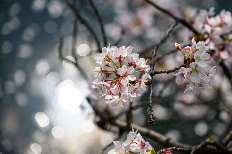 桜玉と太陽の反射と花筏のボケ