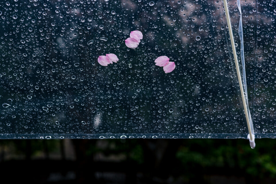 ビニール傘と桜