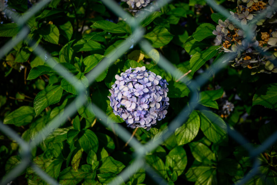 金網越しの紫陽花
