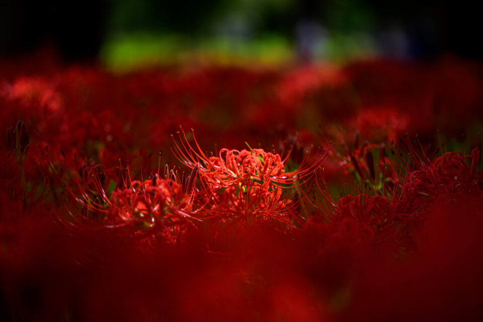 彼岸花の赤い絨毯
