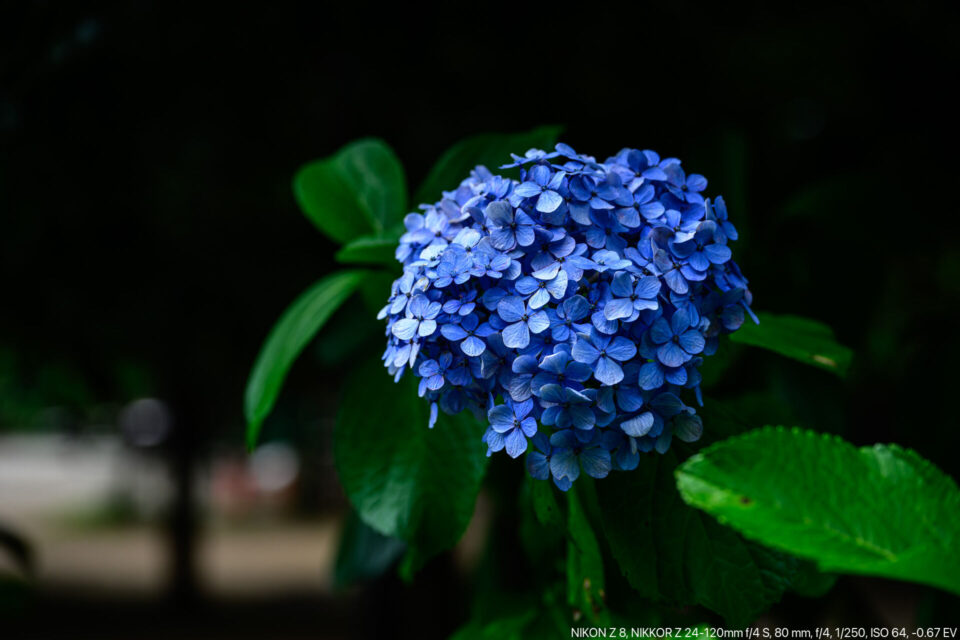 ヴィンテージ紫陽花直前の青紫陽花