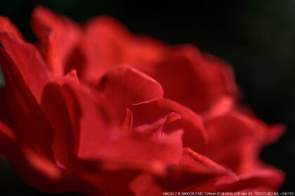 真っ赤なバラをマクロ撮影