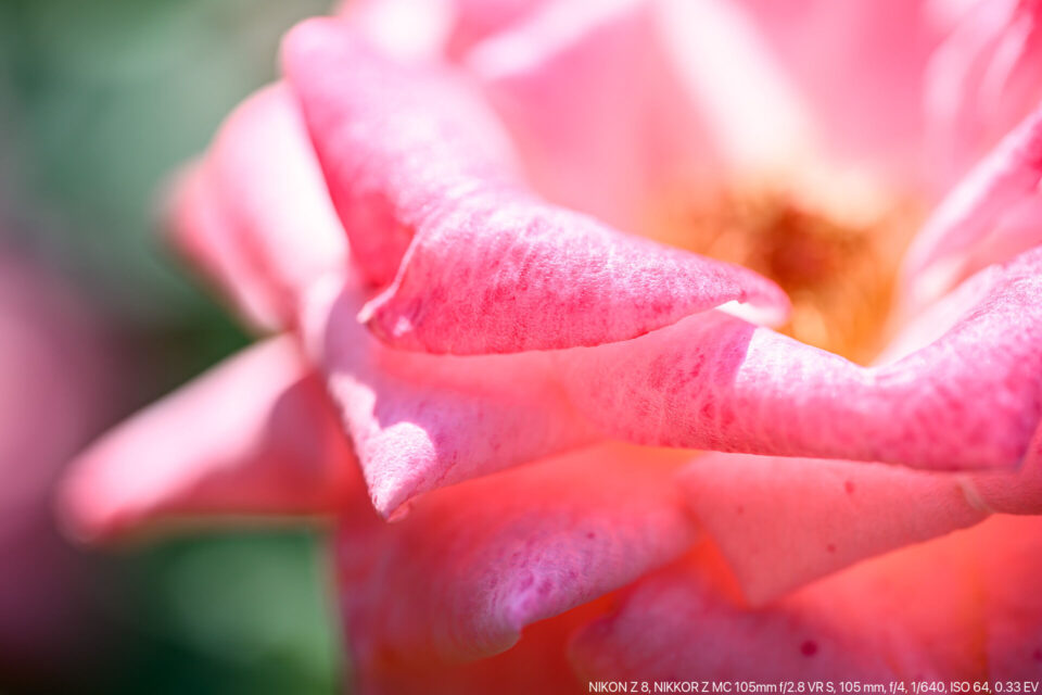 ピンクのバラをマクロ撮影