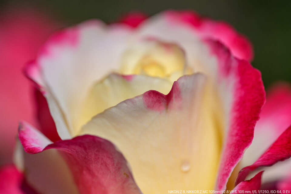 赤と白のバラをマクロ撮影