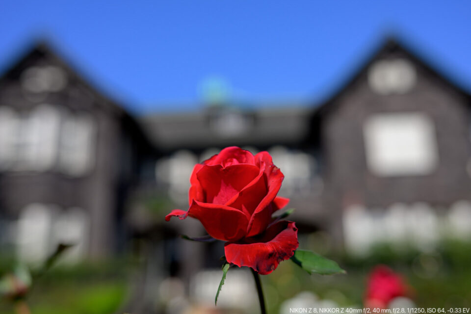 旧古河庭園の洋館と赤いバラ