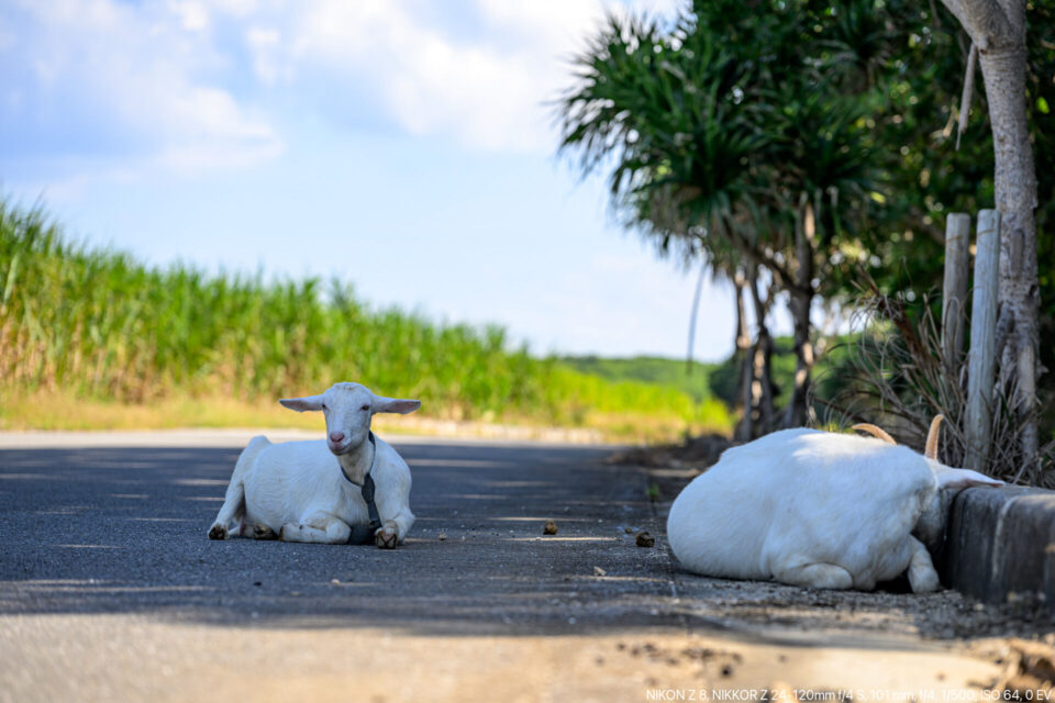 道路上の日陰で休むヤギ