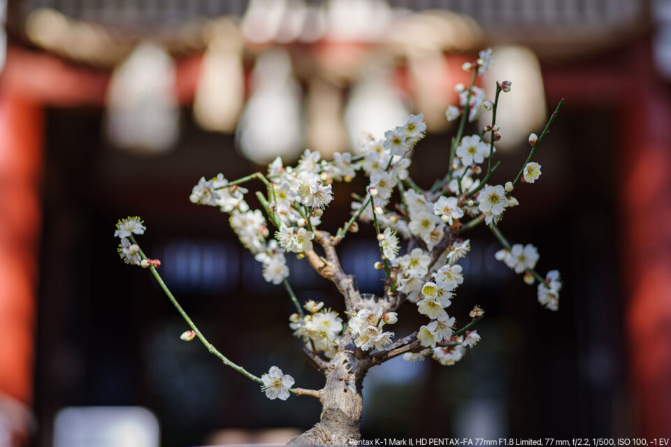 鉢植えの梅 by HD FA77mm