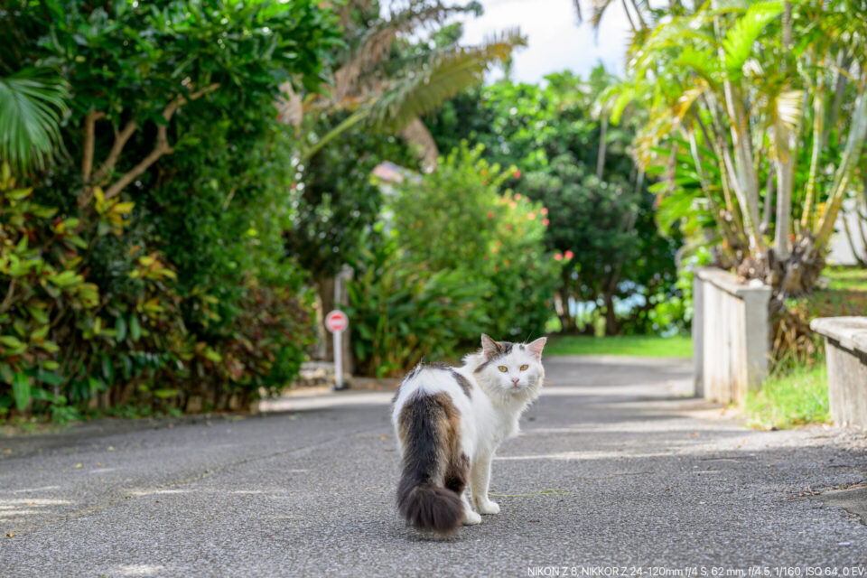 石垣島の猫
