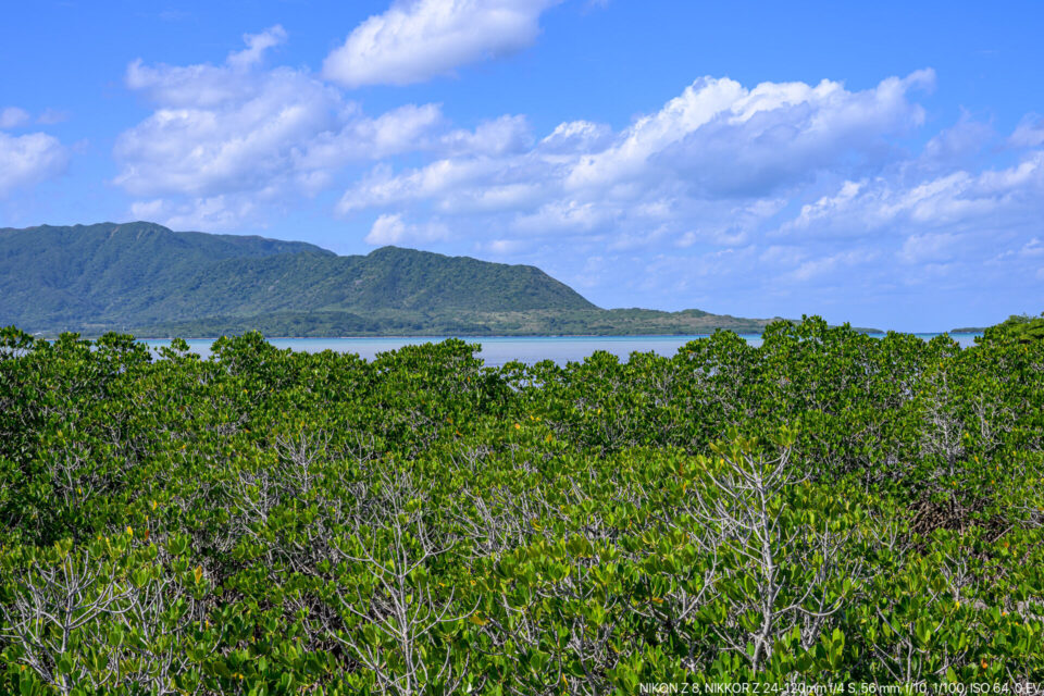 カトレ展望台からマングローブの森と西表島を眺める