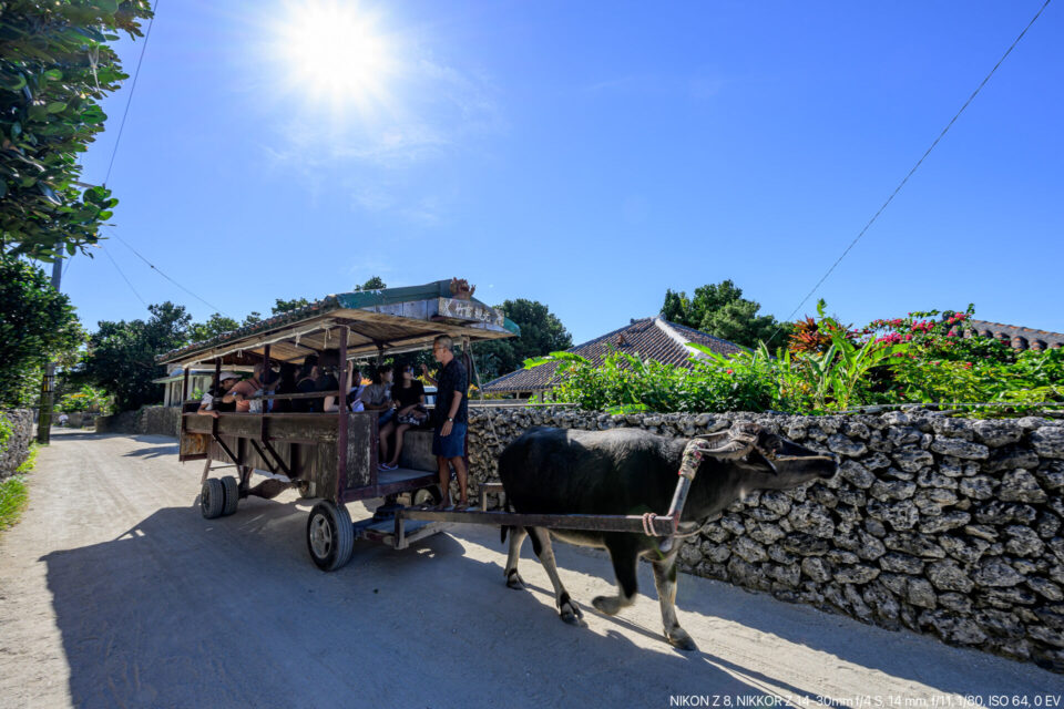 竹富島の集落をいく牛車