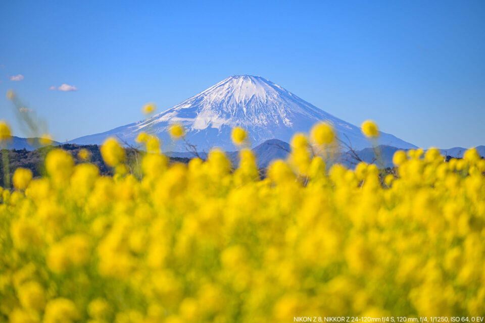 菜の花と富士山（後ピン）