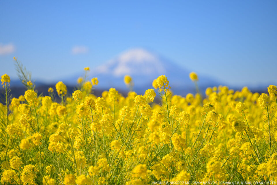 菜の花と富士山（前ピン）