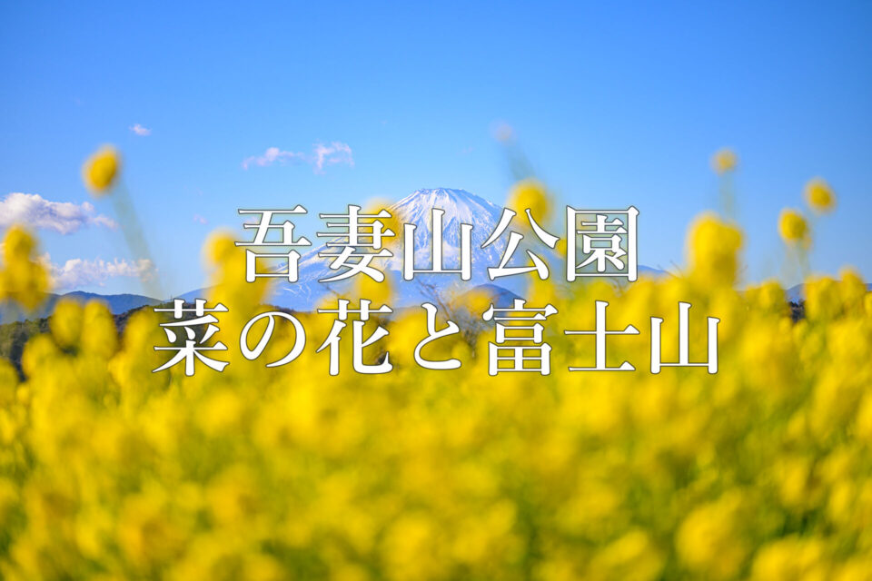 吾妻山公園 菜の花と富士山