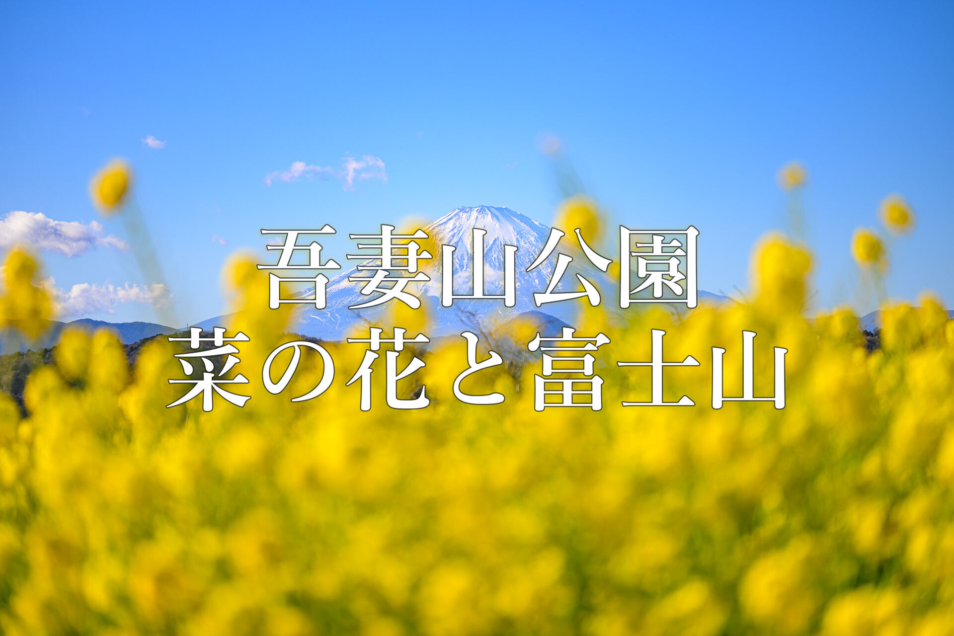 二宮町の吾妻山公園へ早咲きの菜の花と富士山を見に行く – 酔人