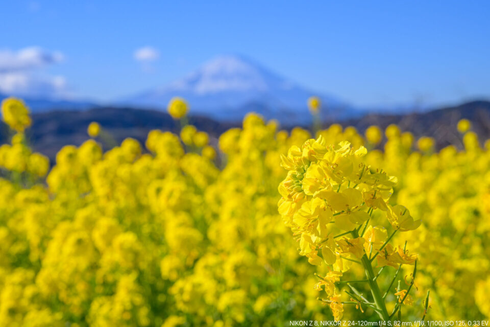 菜の花とうっすら富士山