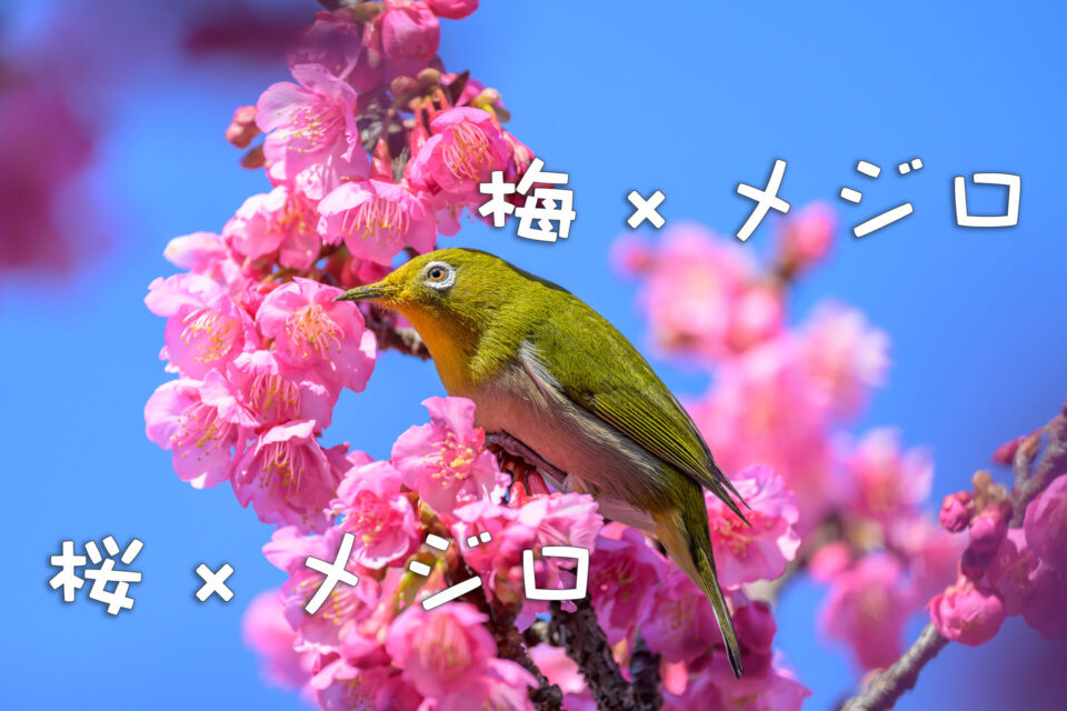 梅×メジロ　桜×メジロ