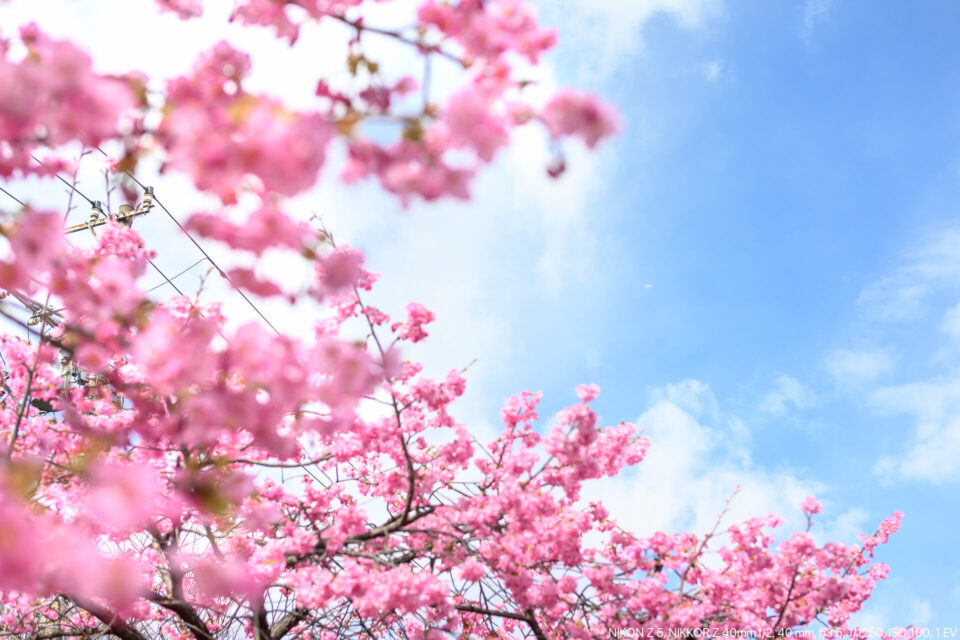 春の青空と河津桜