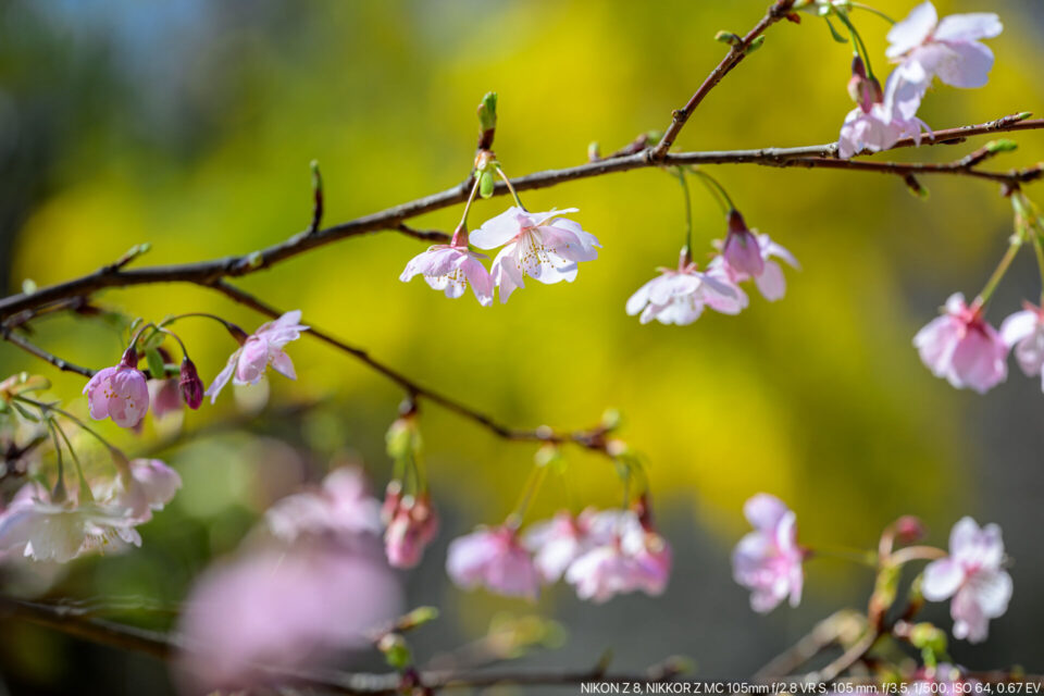 早咲きの桜（ミモザ後ボケ）