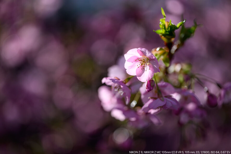 逆光に透ける河津桜