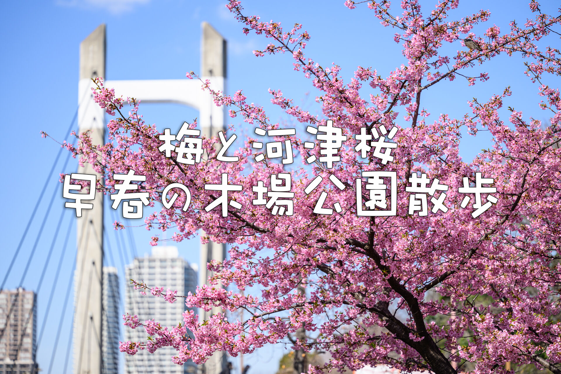 【箱付き】写真が語る激動のふるさと一世紀　目で見る東三河の100年 Amazon.co.jp: 写真が語る激動の1世紀 板橋区のいまむかし