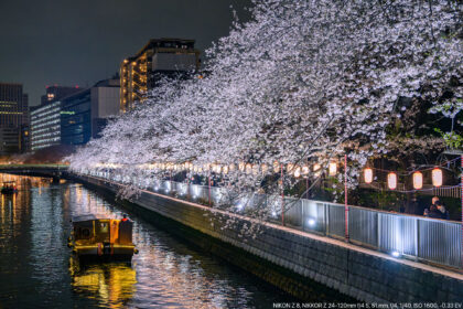 石島橋から桜並木ライトアップ