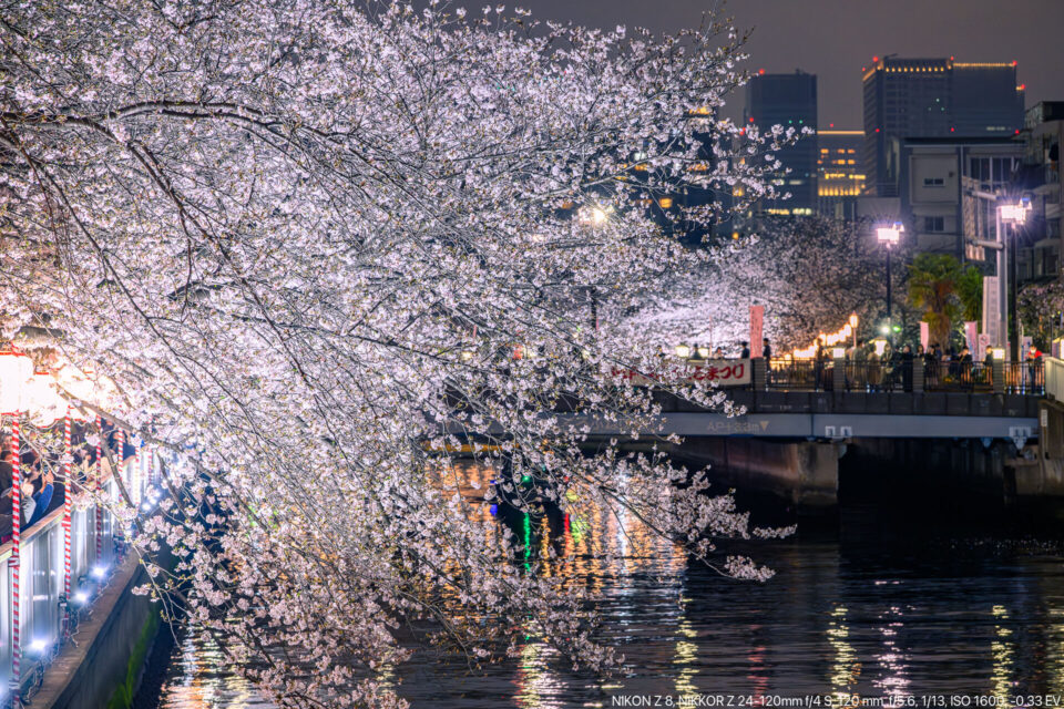 石島橋から桜並木ライトアップ