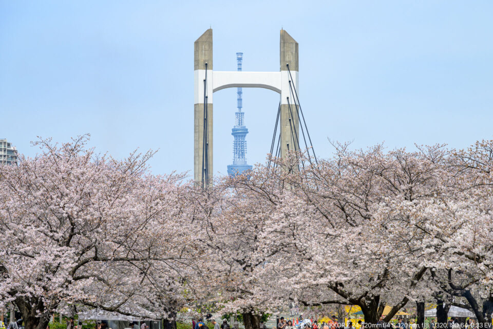 東京スカイツリーと木場公園大橋とバーベキュー広場の桜