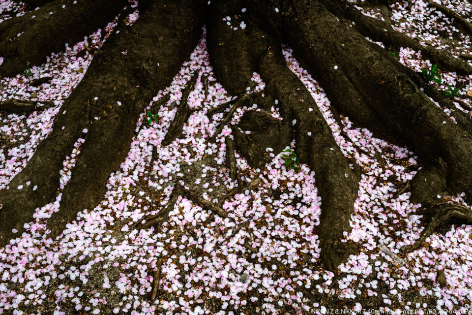 散った桜の花びら