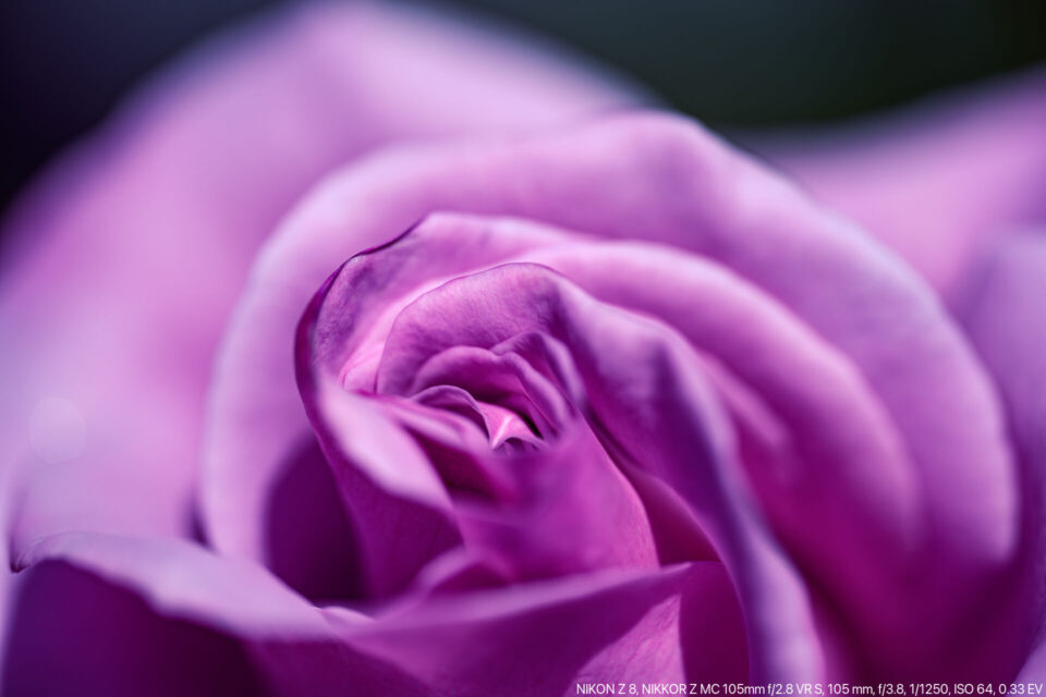 紫の春バラ マクロ