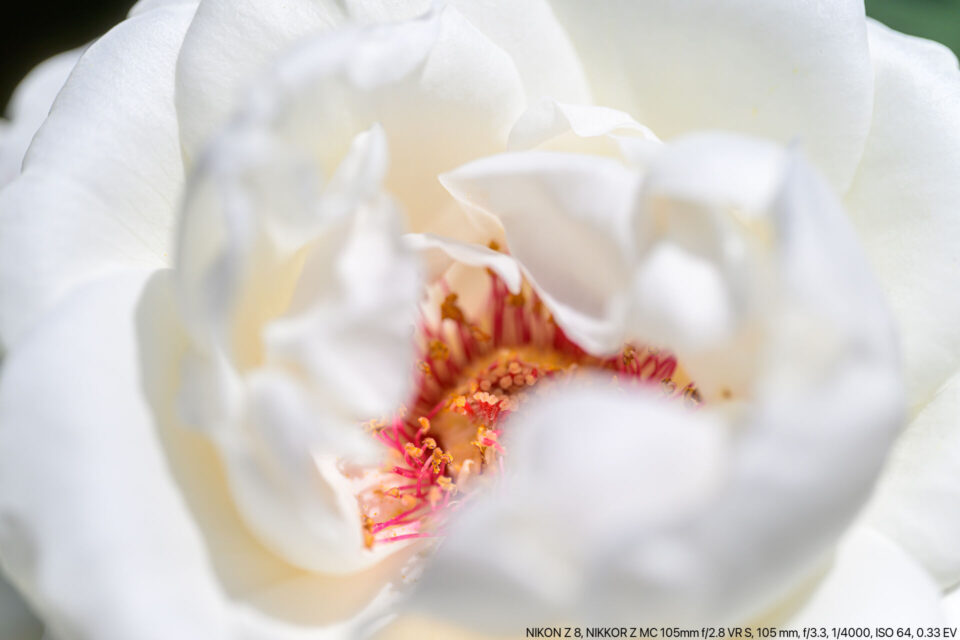 白い春バラ マクロ
