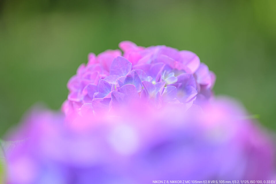 赤い紫陽花前ボケ