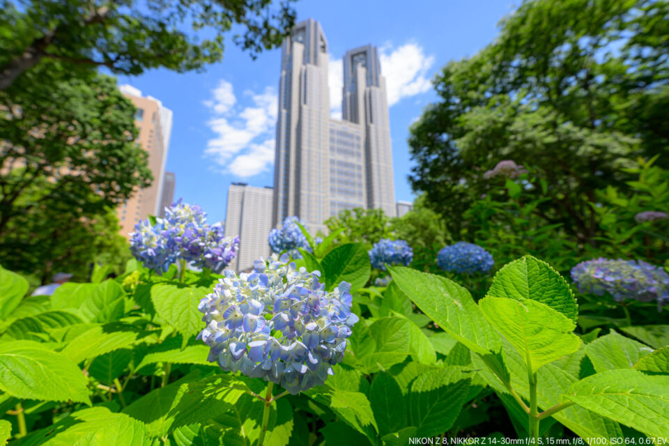 都庁と紫陽花