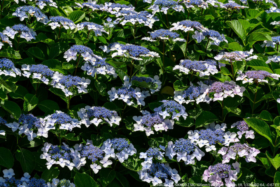 額紫陽花満開