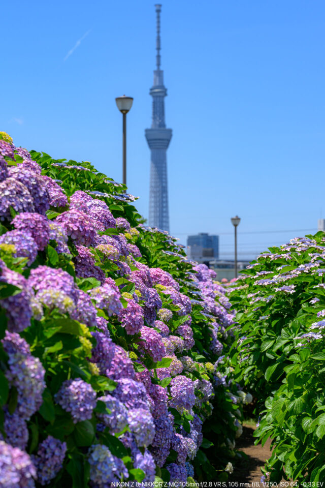 紫陽花と東京スカイツリー