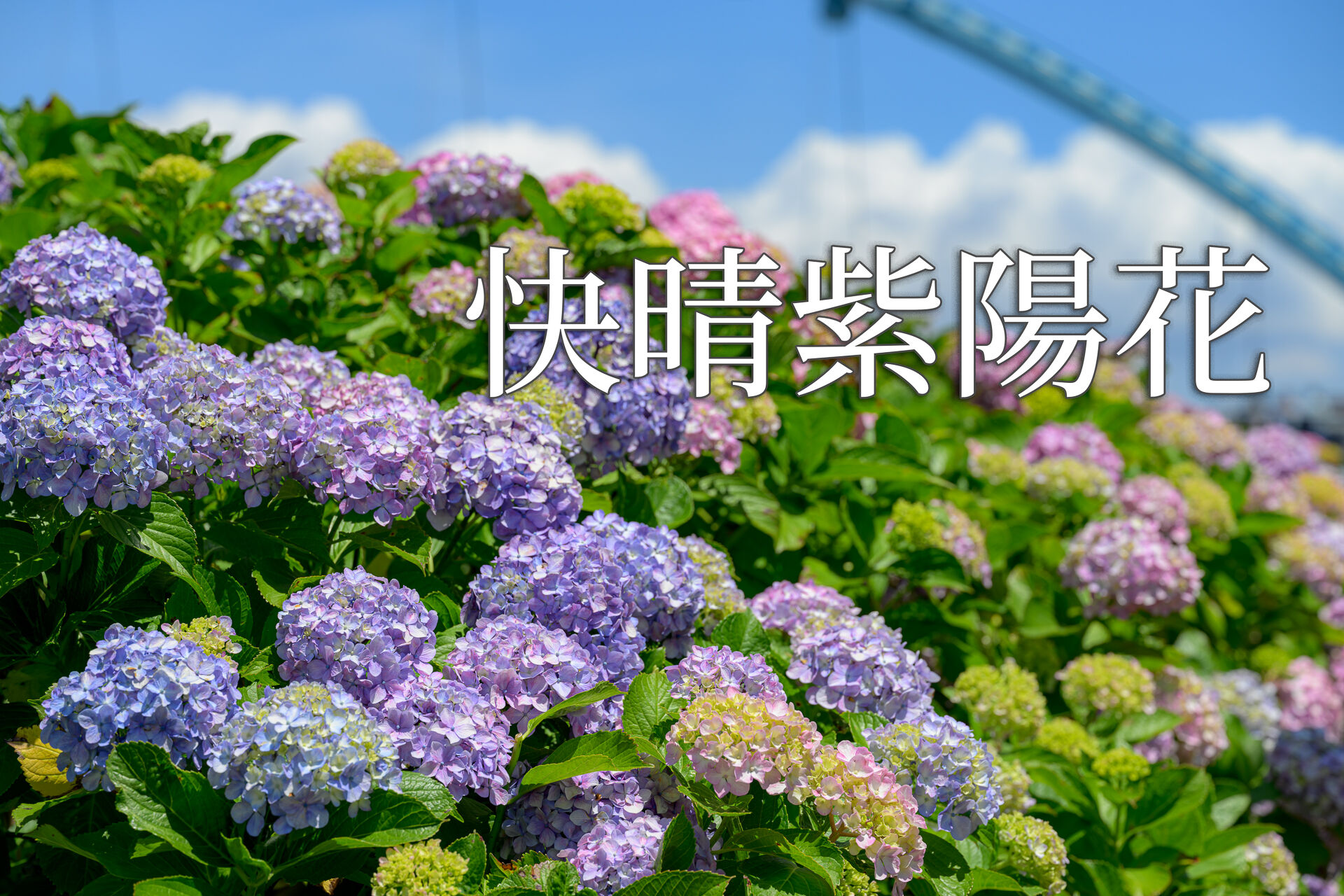 『弾む紫陽花』 山紫陽花 