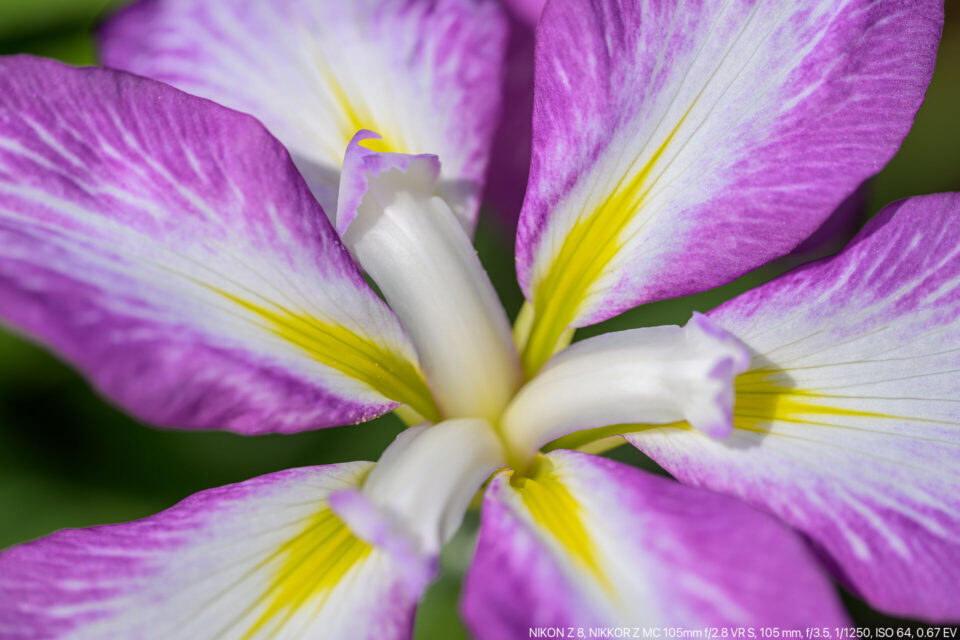 紫花菖蒲マクロ