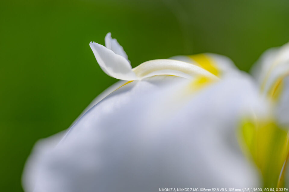 白い花菖蒲マクロ