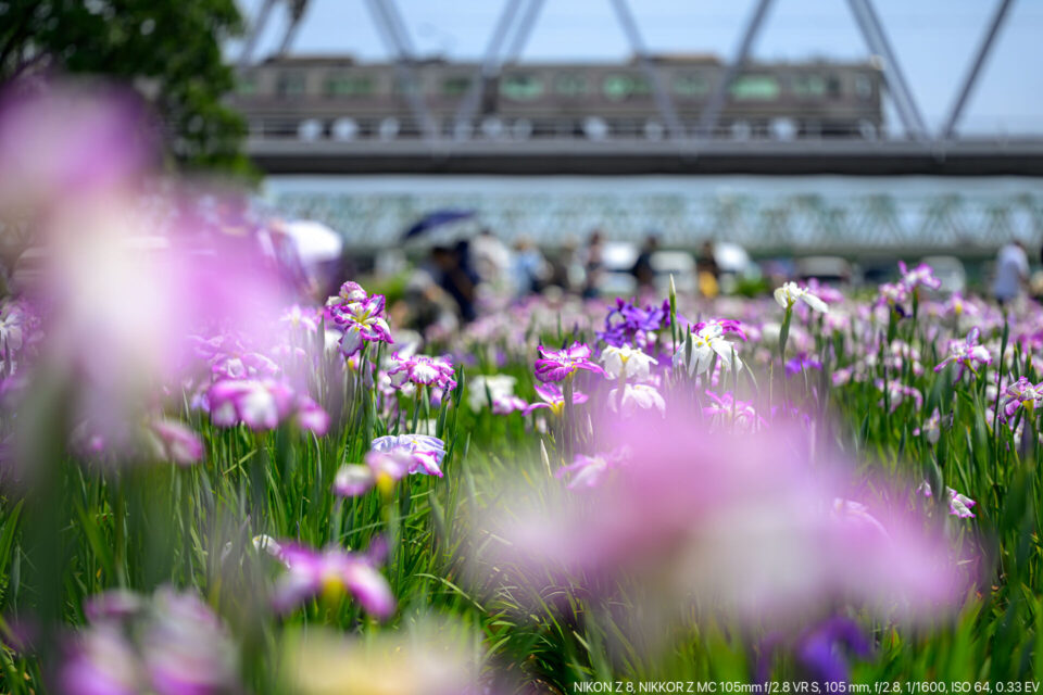 京成線の鉄橋と花菖蒲