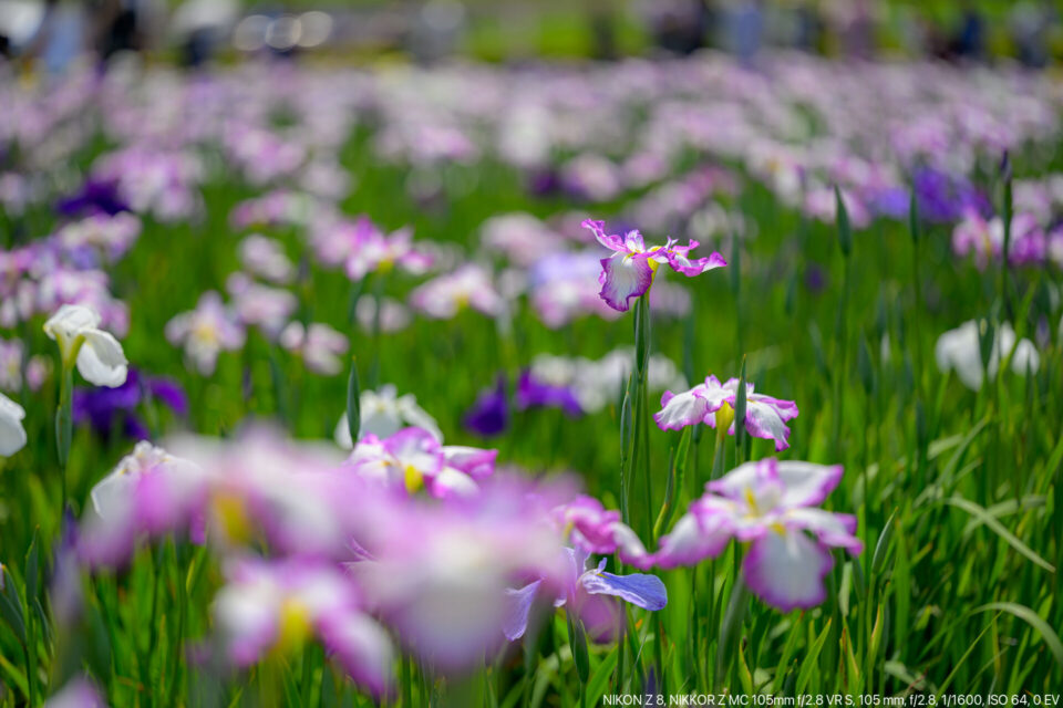 花菖蒲