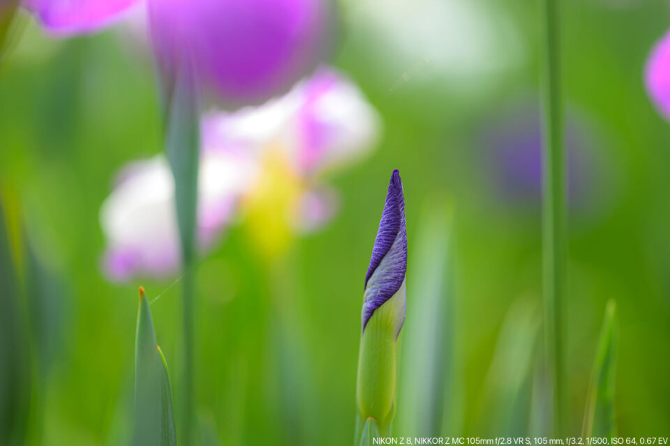 花菖蒲のつぼみ